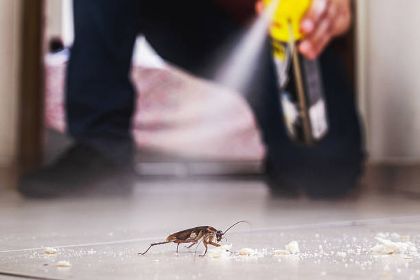 Best Flea Control Services  in East San Gabriel, CA